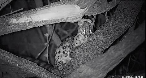 Bushnell Equinox Z2 6x50 Nattkikare - bild 7 av 7
